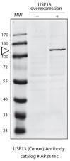 Anti-USP13 Rabbit Polyclonal Antibody (AP (Alkaline Phosphatase))