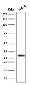 Western blot analysis of human HeLa cell lysate using Anti-CDK1 Antibody [A1711]