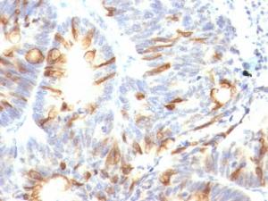 Antibody anti-MUC2 CCP58 100 µg