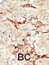 Anti-FGFR3 Rabbit Polyclonal Antibody (Biotin)