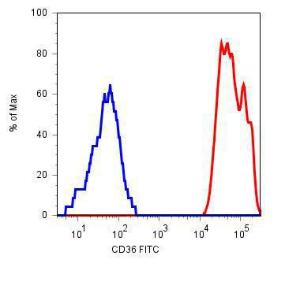 Surface staining of human platelets with Anti-CD36 Antibody (A85866)