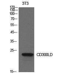 Western blot analysis of NIH 3T3 cells using Anti-CD300LD Antibody