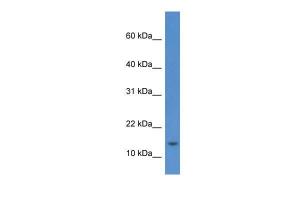 Anti-HIST1H2AE Rabbit Polyclonal Antibody