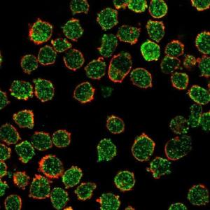 Immunofluorescent analysis of PFA fixed K562 cells stained with Anti-CREB5 Antibody [PCRP-CREB5-1G8] followed by Goat Anti-Mouse IgG (CFand#174; 488) (Green). Counterstain is Phalloidin (Red)