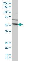 Anti-TRIM49 Mouse Monoclonal Antibody [clone: 3H8]