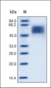 The purity of rh IL13RA1 was determined by DTT-reduced (+) SDS-PAGE and staining overnight with Coomassie Blue.