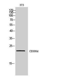 Western blot analysis of 3T3 cells using Anti-CD300LD Antibody