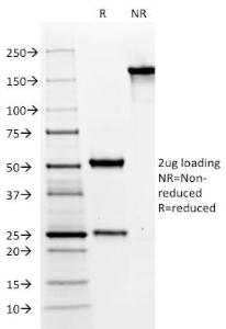 SDS-PAGE analysis of Anti-MUC6 Antibody [CLH5] under non-reduced and reduced conditions; showing intact IgG and intact heavy and light chains, respectively. SDS-PAGE analysis confirms the integrity and purity of the antibody.