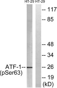 Western blot analysis of lysates from HT29 cells treated with Insulin 0.01U/ML 15' using Anti-ATF1 (phospho Ser63) Antibody. The right hand lane represents a negative control, where the antibody is blocked by the immunising peptide.