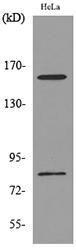 Anti-CD163L1 antibody