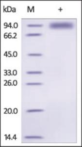 The purity of rh IL1RL1 /ST2 Fc Chimera was determined by DTT-reduced (+) SDS-PAGE and staining overnight with Coomassie Blue.