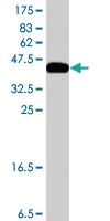 Anti-FXN Mouse Polyclonal Antibody