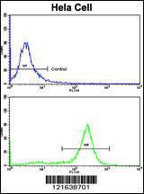 Anti-PPP2R2B Rabbit Polyclonal Antibody (AP (Alkaline Phosphatase))