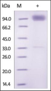 The purity of rh IL18R1 /CD218a Fc Chimera was determined by DTT-reduced (+) SDS-PAGE and staining overnight with Coomassie Blue.