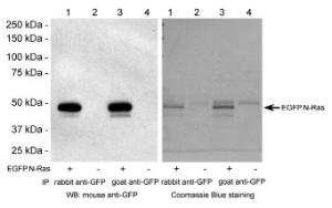 Lane 1  and  3: IP from COS-7 cells transfected with EGFP.N-Ras (48 kDa)