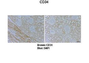 Anti-CD34 Rabbit Polyclonal Antibody