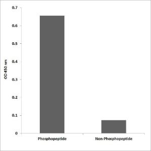 ELISA for immunogen phosphopeptide (left) and non-phosphopeptide (right) using Anti-ATF1 (phospho Ser63) Antibody