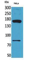 Anti-CD163L1 antibody