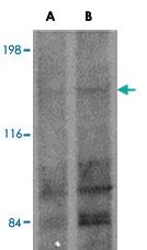 Anti-FRMPD1 Rabbit Polyclonal Antibody