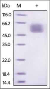 The purity of Mouse IL13RA1 was determined by DTT-reduced (+) SDS-PAGE and staining overnight with Coomassie Blue.