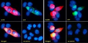 Immunofluorescent side-by-side comparison between Anti-GFP Antibody (A290) from Antibodies.com and Anti-GFP Antibody (ab290) from Abcam