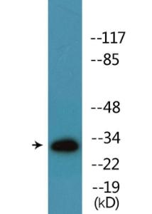 Western blot analysis of lysates from HT29 cells treated with Insulin 0.01 U/ML 15' using Anti-ATF1 (phospho Ser63) Antibody