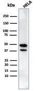 Western blot analysis of HeLa cell lysate using Anti-CREB5 Antibody [PCRP-CREB5-1G8]