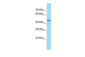 Anti-CD226 Rabbit Polyclonal Antibody