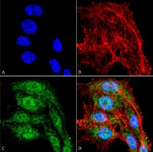 Immunocytochemistry/Immunofluorescence analysis of human colon carcinoma cell line (RKO), fixed in 4% formaldehyde for 15  min at room temperature, using Anti-VDAC1/Porin Antibody (A304848), at 1:100 for 60  minutes at room temperature.