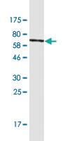 Anti-NUCKS1 Mouse Monoclonal Antibody [clone: 3G10]