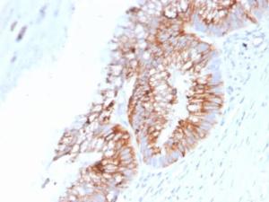 Immunohistochemical analysis of formalin-fixed, paraffin-embedded human colon using Anti-MUC2 Antibody [SPM513]