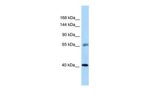 Anti-EGFR Rabbit Polyclonal Antibody