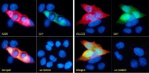 Immunofluorescent side-by-side comparison between Anti-GFP Antibody (A290)