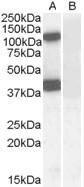 Anti-EPB41L2 Goat Polyclonal Antibody