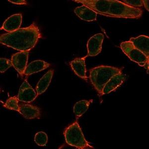 Immunofluorescent analysis of PFA fixed HeLa cells stained with Anti-ZBTB39 Antibody [PCRP-ZBTB39-1A11] followed by Goat Anti-Mouse IgG (CF&#174; 488) (Green). Counterstain is Phalloidin.