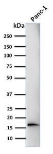 Western blot analysis of human PANC-1 cell lysate using Anti-CELA3B Antibody [CELA3B/1218]