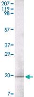 Anti-GCG Monoclonal Antibody [clone: 1B7B4]