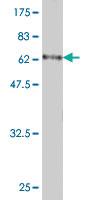 Anti-STARD3 Mouse Polyclonal Antibody