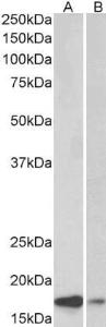 Antibody A82818-100 100 µg