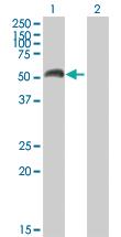 Anti-MAOA Mouse Polyclonal Antibody