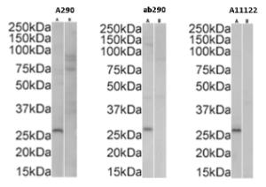 Western blot side-by-side comparison between Anti-GFP Antibody (A290)