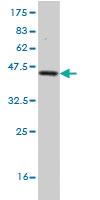 Anti-FXN Mouse Monoclonal Antibody [clone: 3G9]