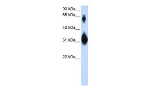 Anti-SOX15 Rabbit Polyclonal Antibody