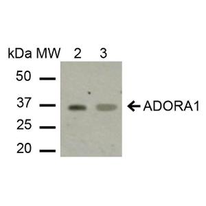 Anti-Adenosine A1 Receptor antibody