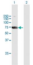 Anti-SAMHD1 Mouse Polyclonal Antibody