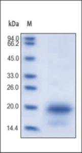 The purity of rh IL-4 was determined by DTT-reduced (+) SDS-PAGE and staining overnight with Coomassie Blue.