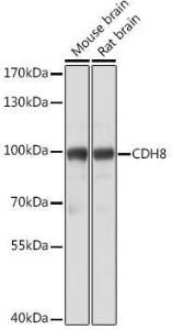 Antibody A309969-100 100 µl