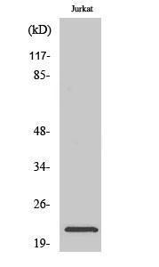 Western blot analysis of various cells using Anti-C1orf57 Antibody