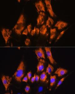 Antibody A309969-100 100 µl