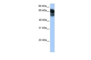 Anti-ATG16L1 Rabbit Polyclonal Antibody